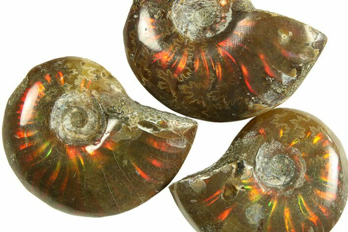 3/4 to 1" Flashy Red Iridescent Ammonite Fossil - Photo 1